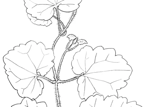 Asarina procumbens - T. Amodei
